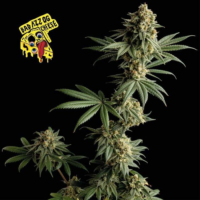 Badazz OG Cheese Feminised Seeds