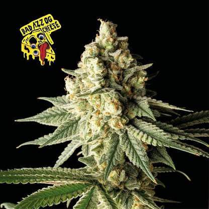 Badazz OG Cheese Feminised Seeds