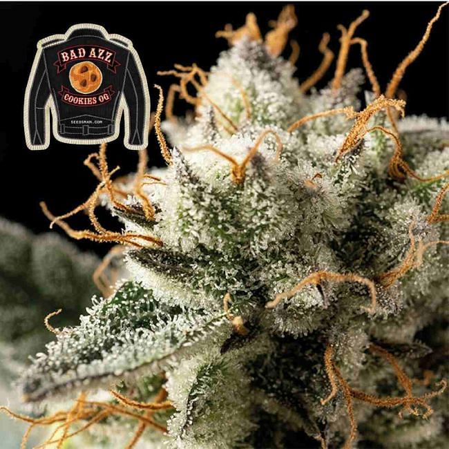 Badazz Cookies OG Feminised Seeds