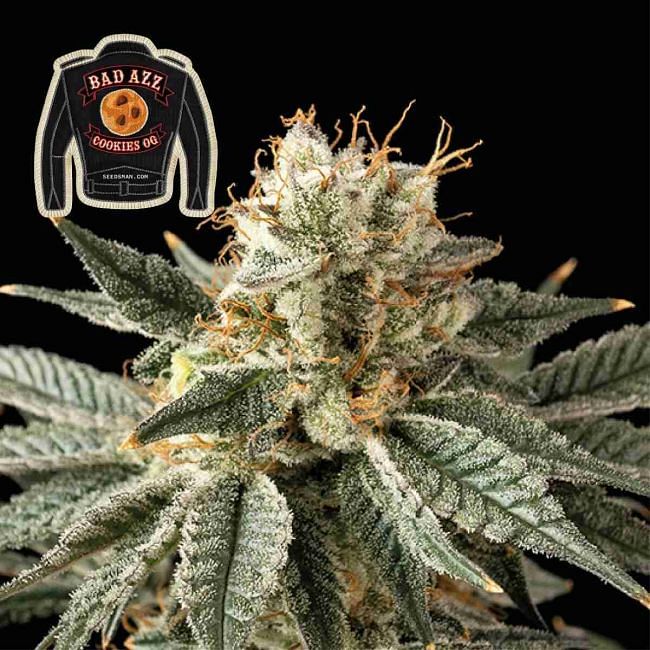 Badazz Cookies OG Feminised Seeds