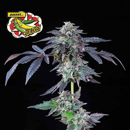 Banana Jealousy Feminised Seeds