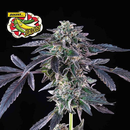 Banana Jealousy Feminised Seeds