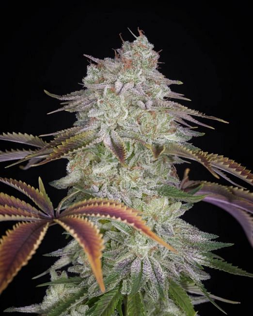 AlienZ Feminised Seeds