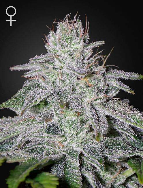 Franco's Lemon Cheese Feminised Seeds