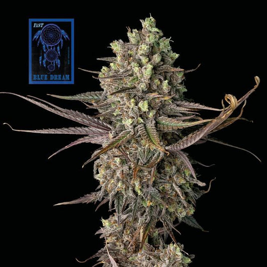 Blue Dream FAST feminisierte Samen