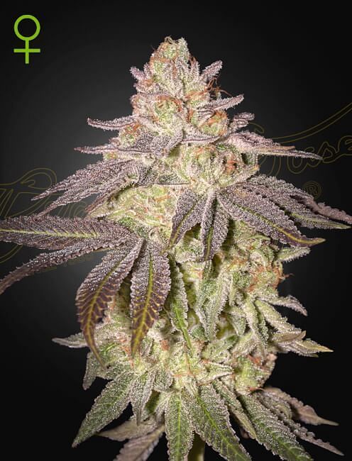 Black Toffee Auto Feminised Seeds