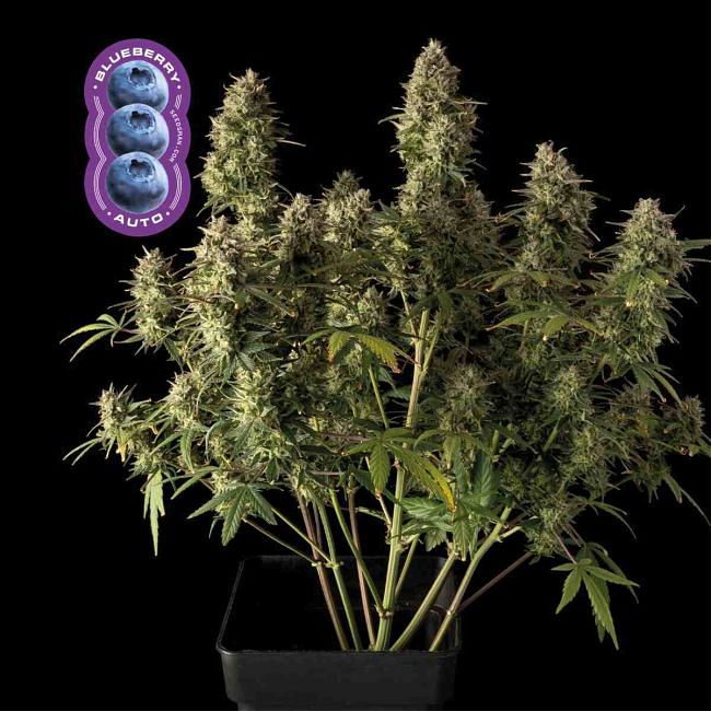 Blueberry Auto Feminised Seeds