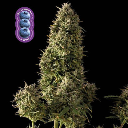 Blueberry Auto Feminised Seeds