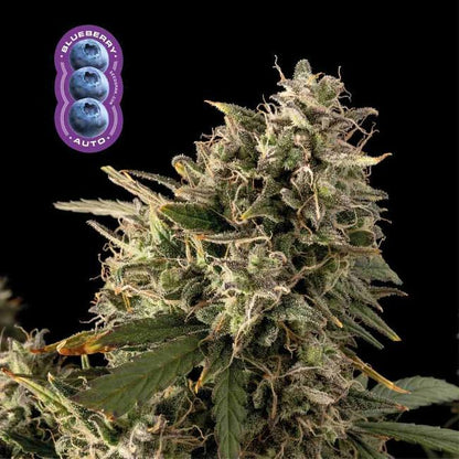 Blueberry Auto Feminised Seeds