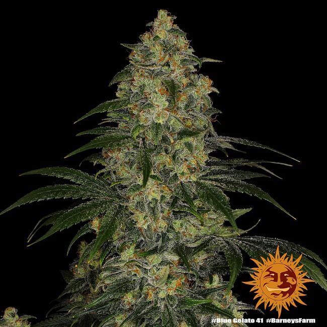 Blue Gelato 41 Feminisierte Samen 