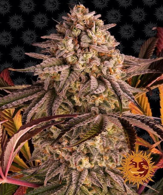 Blue Sunset Sherbert Feminisierte Samen 