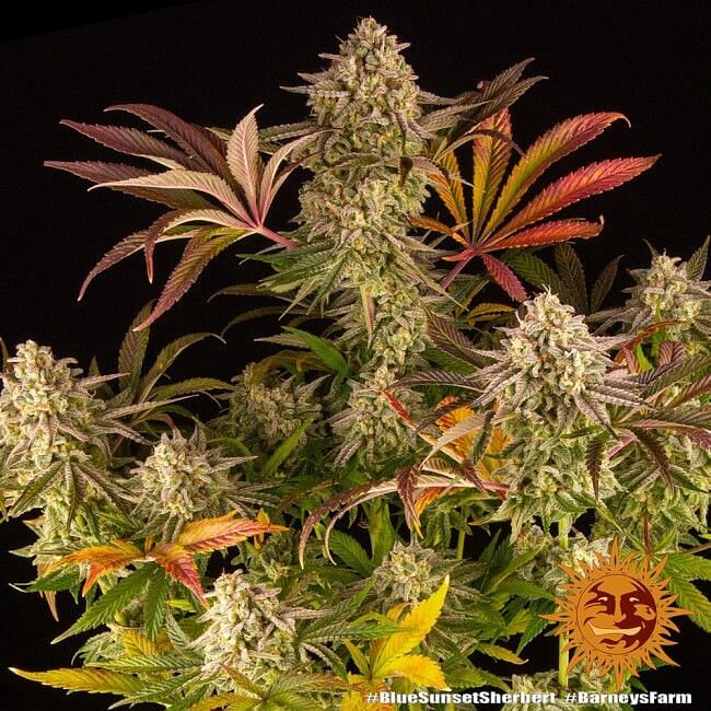 Blue Sunset Sherbert Feminisierte Samen 