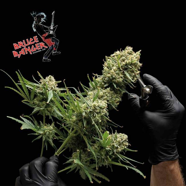 Bruce Banger Feminised Seeds