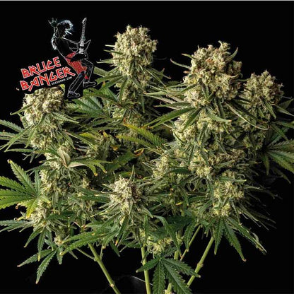 Bruce Banger Feminised Seeds