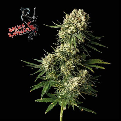 Bruce Banger Feminised Seeds