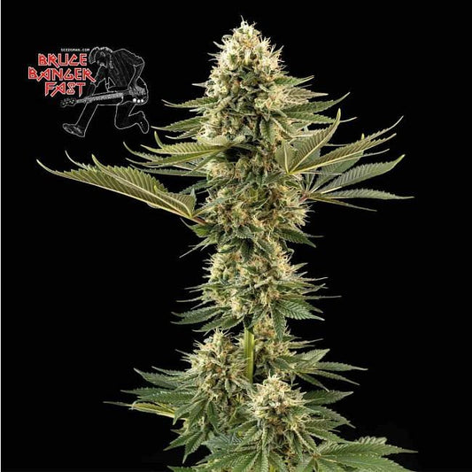 Bruce Banger FAST Feminised Seeds