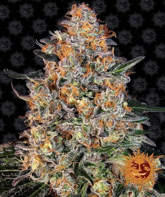 Feminisierte Bubba Kush-Samen