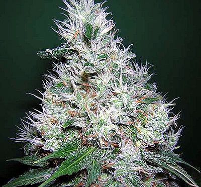 Bubble Gum Regular Seeds - 11