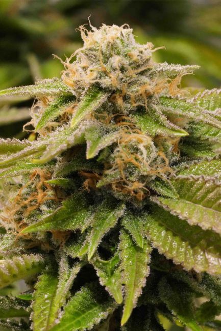 Feminisierte Samen von Gorilla Breath