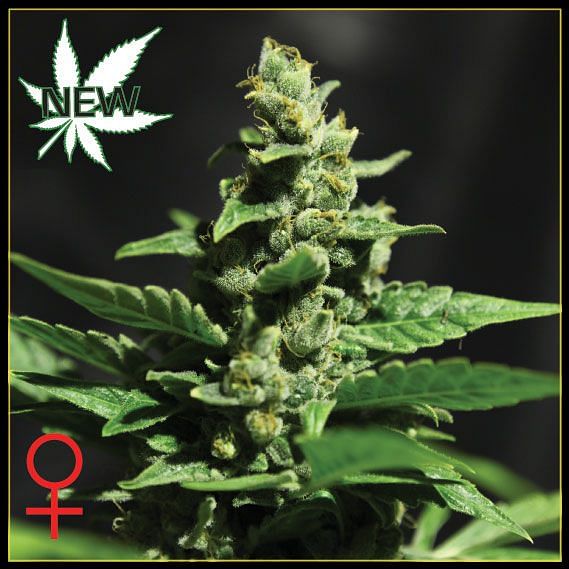 Green-O-Matic Auto Feminised Seeds