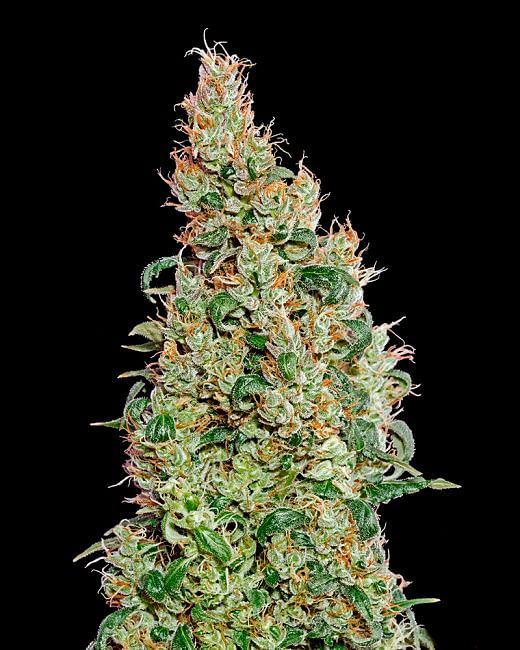 Green-O-Matic Auto Feminised Seeds