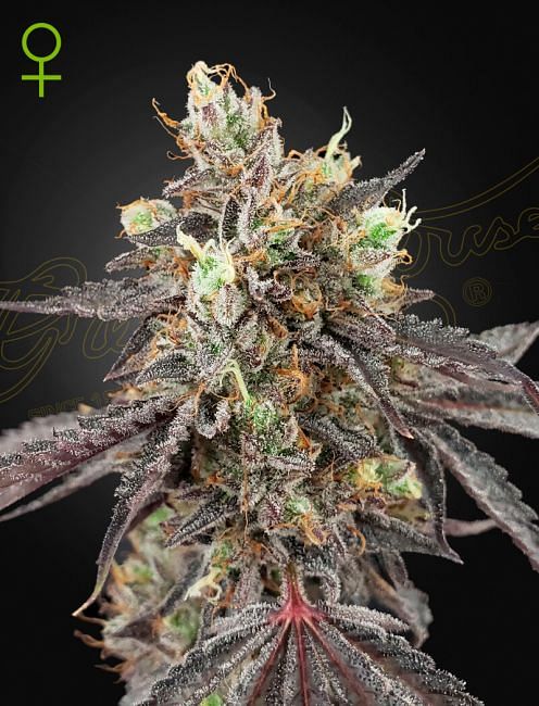 Gelato 41 X Gelato 41 Auto Feminised Seeds