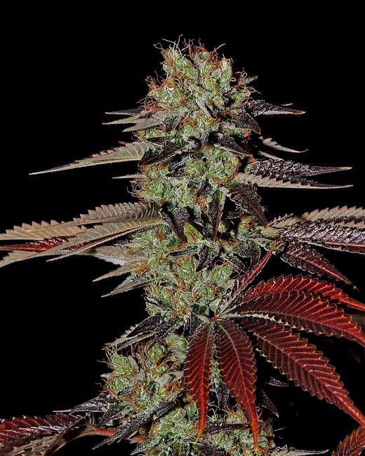 King's Kush Auto feminisierte Samen 