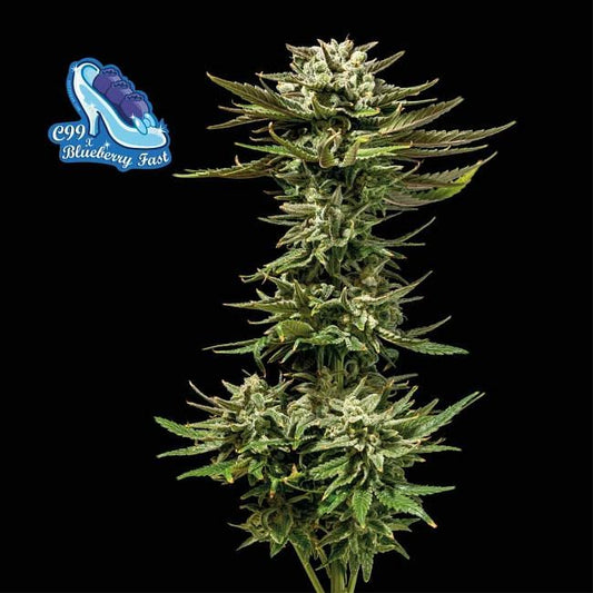 C99 X Blueberry FAST Feminised Seeds