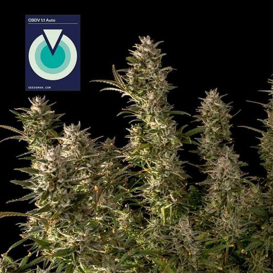 CBDV 1:1 Auto Feminised Seeds