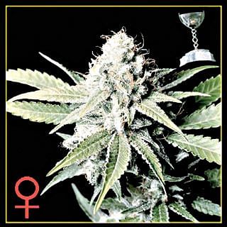 Great White Shark Feminised Seeds