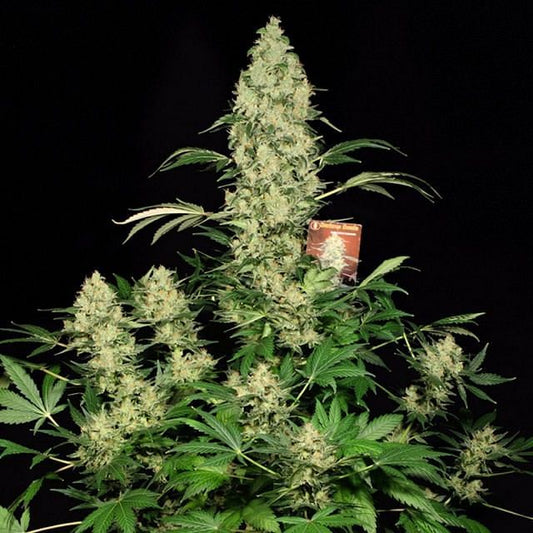 AK47 Feminised Seeds