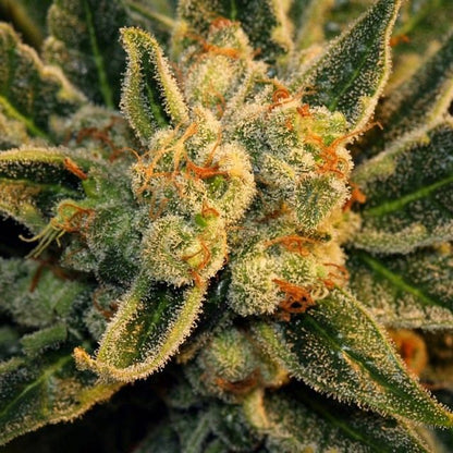 Bubble Gum Feminised Seeds