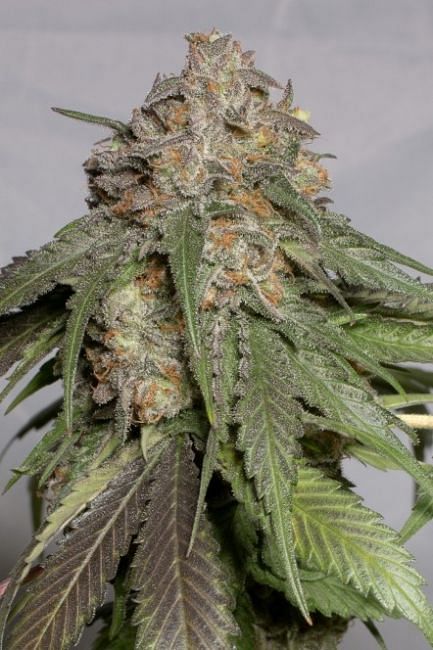 Blueberry Headband Feminised Seeds