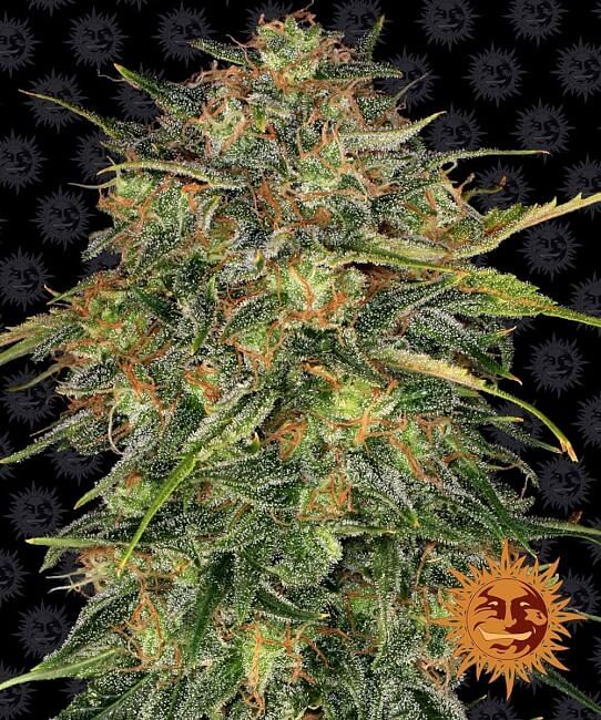 Cheese Feminised Seeds