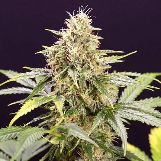 Chocolate Mint OG Auto Feminised Seeds