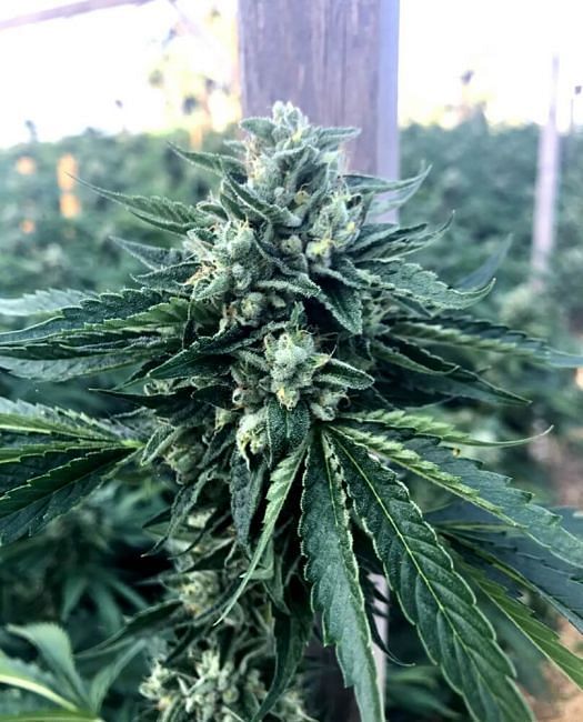 Cinnamon Buddha OG Feminised Seeds