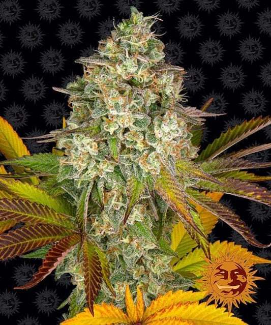 Cookies Kush Auto Feminisierte Samen 