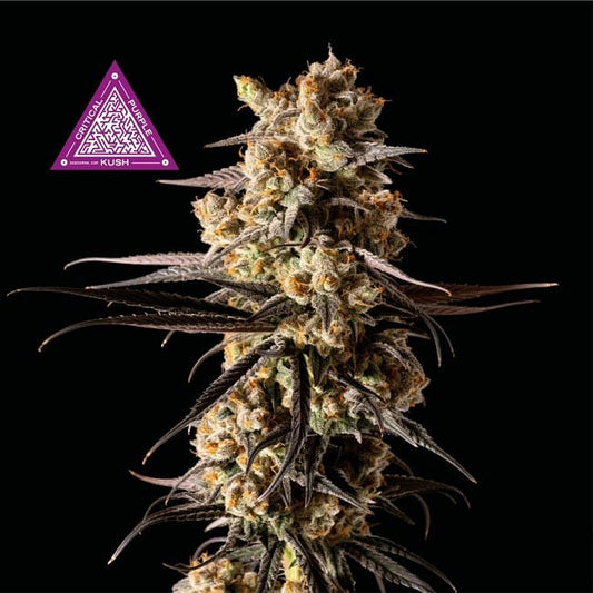 Critical Purple Kush Feminised Seeds