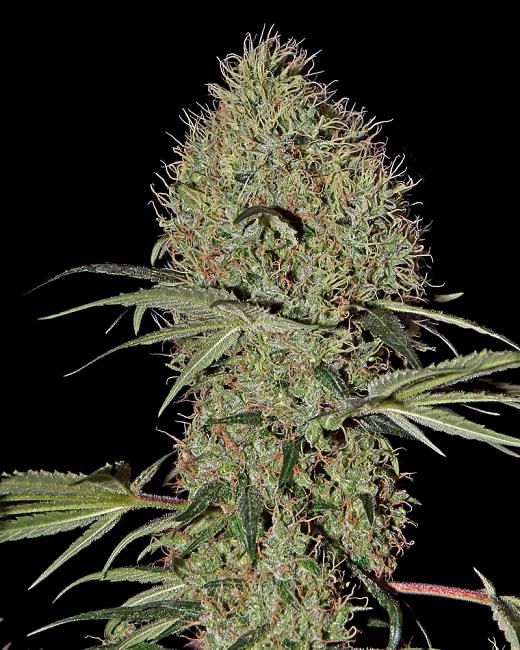 Super Bud Auto Feminised Seeds