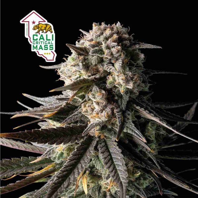 Cali Critical Mass Feminised Seeds