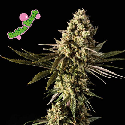 Feminisierte Bubba Kush-Samen