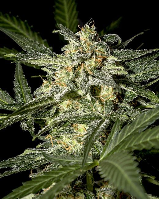 White Widow Auto feminisierte Samen