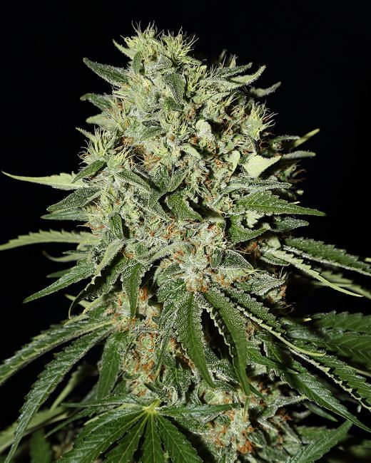 The Doctor Feminised Seeds