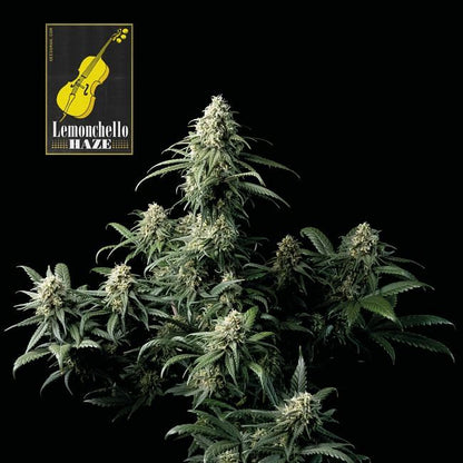 Lemonchello Haze Feminised Seeds