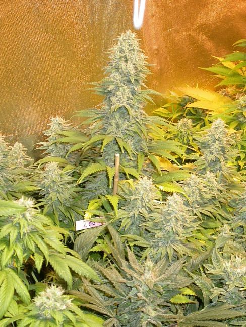 Double Dutch Feminised Seeds