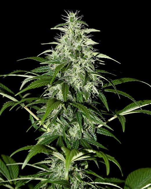 Kalashnikova Auto Feminised Seeds