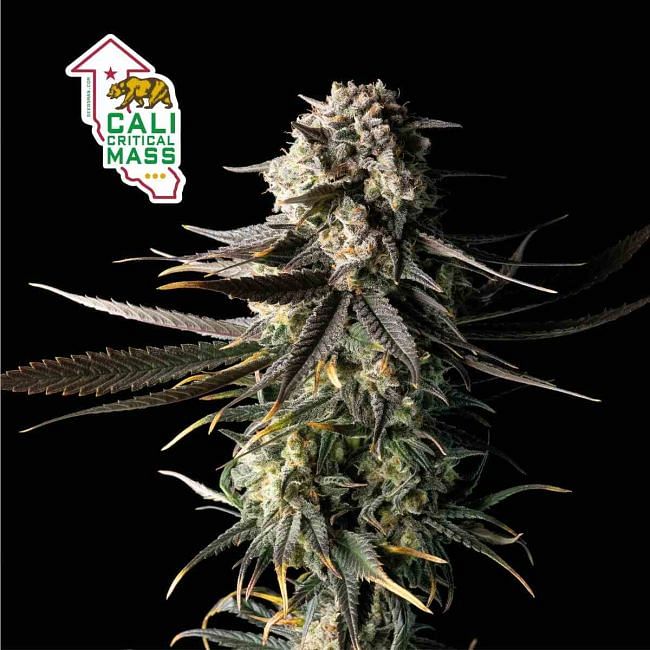 Cali Critical Mass Feminised Seeds