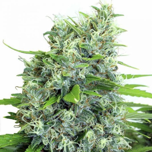 Kali Bubba Regular Seeds - 11