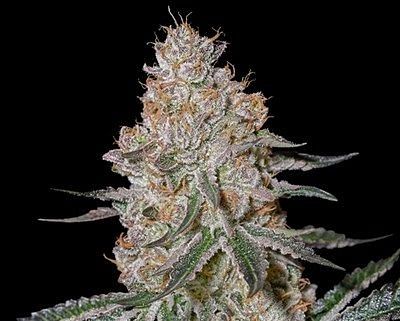 HighCloudZ Feminised Seeds