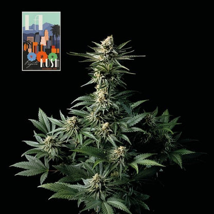 LA Peyote Kush Feminisierte Samen